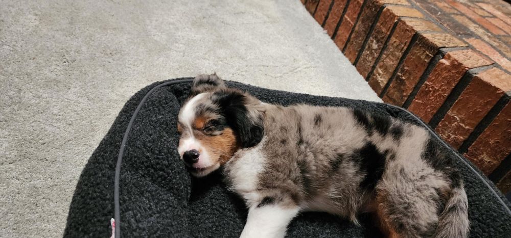 Our beautiful miniature aussie puppy!