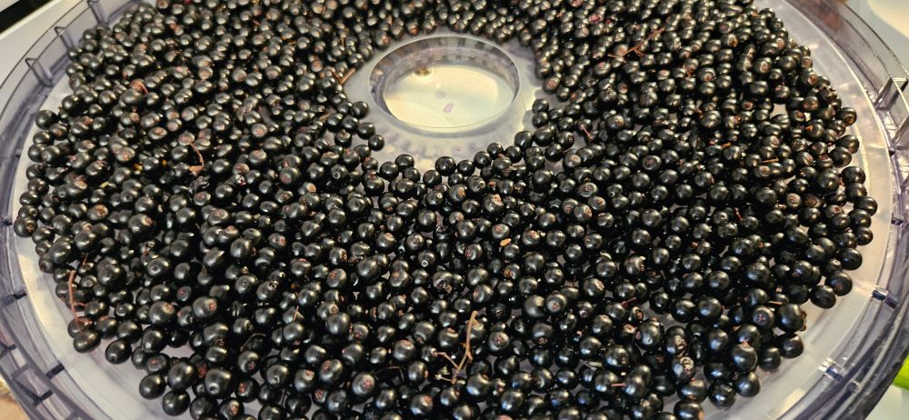 Cleaned elderberries spread out on a dehydrator sheet