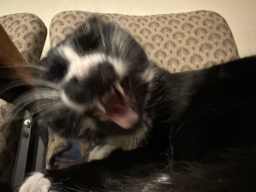 Action shot of a black and white tuxedo cat yawning in a way that makes it look like she’s yowling. Same, cat, same.