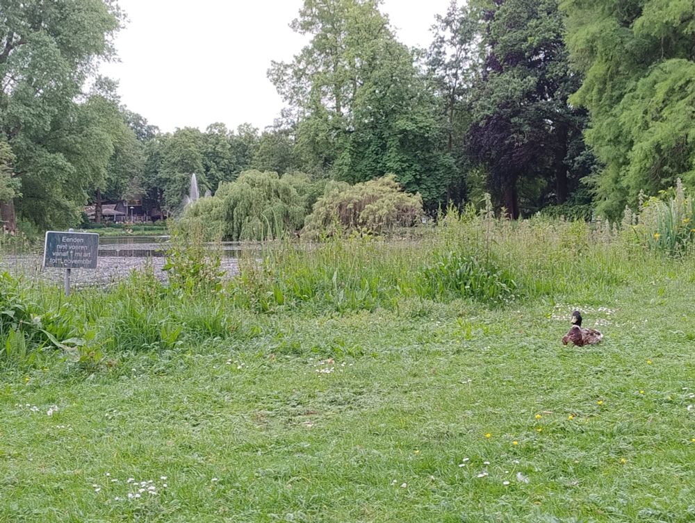 Duck looking expectant sitting a few metres from a sign telling me not to feed it