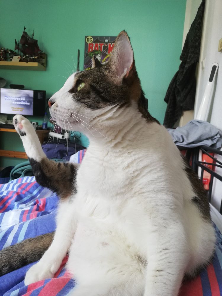 Mein Kater Ludwig, Tigerkatze, auf dem Bett sitzend, das Hinterbein zum Kratzen erhoben, schaut aus dem Bild heraus. 