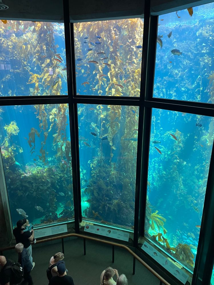 kelp forest at Monterey Bay Aquarium