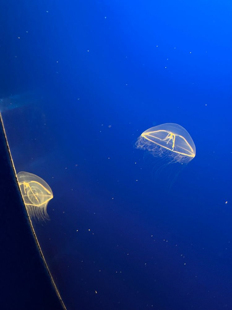 I forgot what kind of jellyfish these are sorry