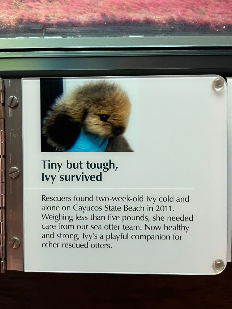 an image of an adorable baby otter with the caption “tiny but tough, ivy survived” - Rescuers found two-week-old Ivy cold and alone on Cayucos State Beach in 2011. Weighing less than five pounds, she needed care from our sea otter team. Now healthy and strong, Ivy's a playful companion for other rescued otters.