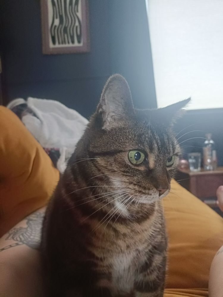 A tabby cat sits upright on an orange velvet sofa - his green eyes are staring at the middle distance, his tabby ears half pinned back. A print on the wall in the background shows 'chaos' in wobbly letters, matching the vibe. 