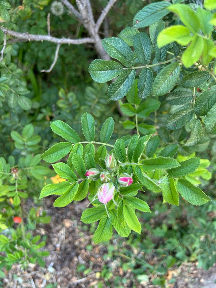 A rose bush with three pink buds starting to open