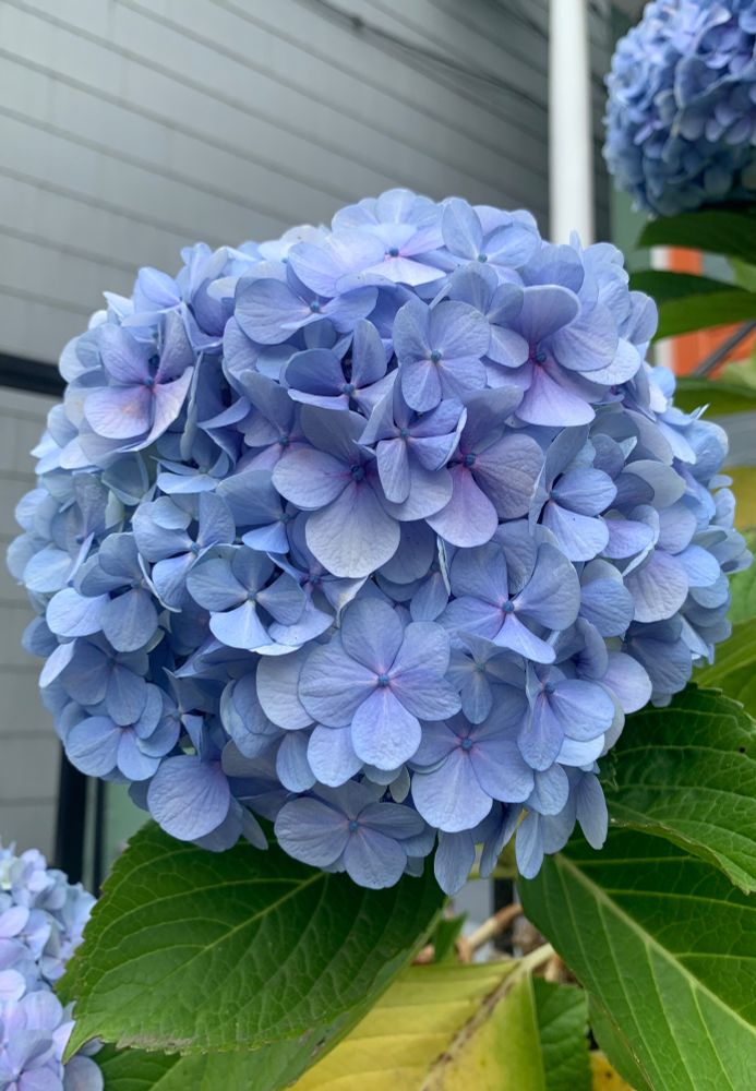 the last hydrangea have started their molt to gray and tan, no snow here but they must be dusted back East