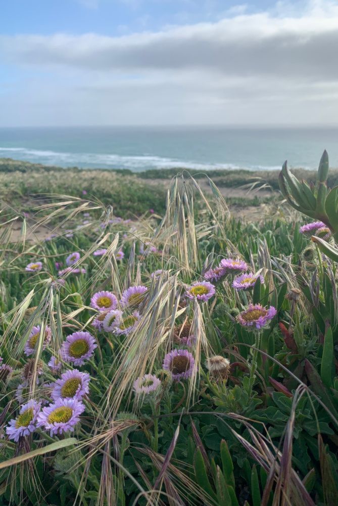 National Poetry Month #9  Flowers by the Sea