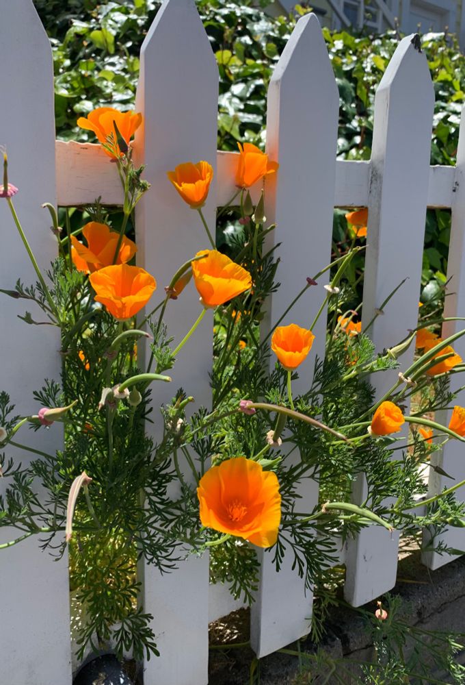 The California poppies don’t care about which side they’re on.