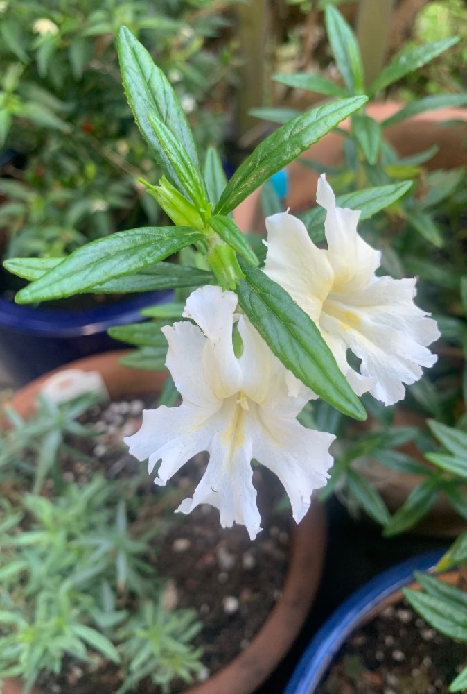 fall and the same plant (Diplacus (Mimulus) bifidus 'White') waits for winter rain and trimming.