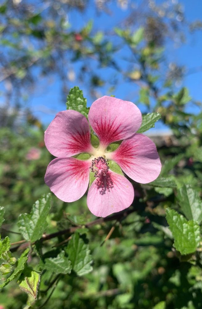 #africanmallow (like the honey badger) doesn’t care if it’s autumn
