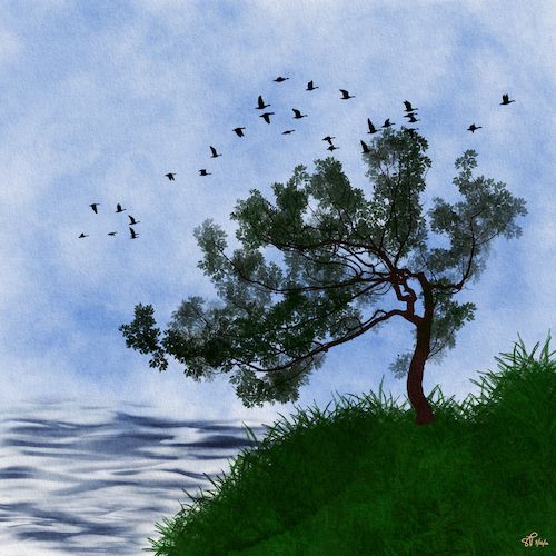 A painting of a solitary tree with dark green leaves and a gnarled trunk, growing on a grassy hill that slopes down from right to left of the frame. The hill meets a body of water with gentle waves on the left. In the sky, which is a blend of light blue and white, several flocks of silhouetted birds fly towards the left side of the image. The artist's signature, "SP 7/16/25," is visible in the bottom right corner.