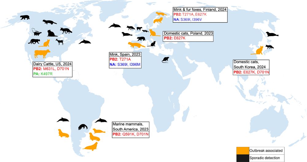 A beautiful figure.
Global detections of A(H5N1) clade 2.3.4.4b in mammalian species, split by sporadic detections (black) and detections which are associated with an outbreak (orange) alongside key mammalian adaptive mutations. 
Taken from Capelastegui & Goldhill 2025.