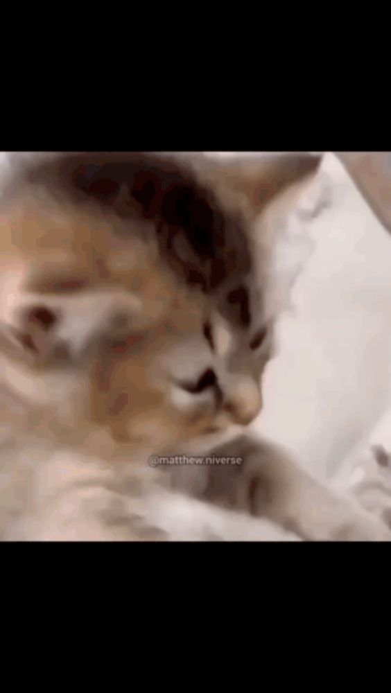 Sleepy Cat GIF