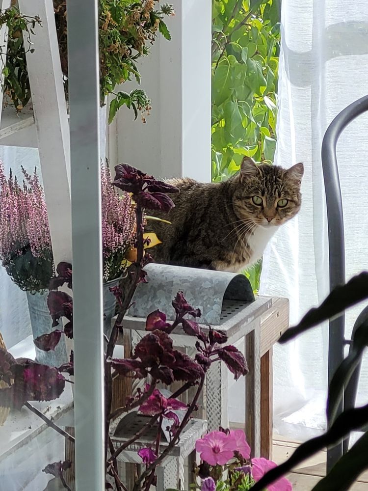 På bilden en fin katt, tigrerad päls i ljusbrunt, mörkbrunt med vitt bröst. Sitter på min lilla träpall på altanen. På bilden syns även lkuslyktor och krukor med blommor och ljung.