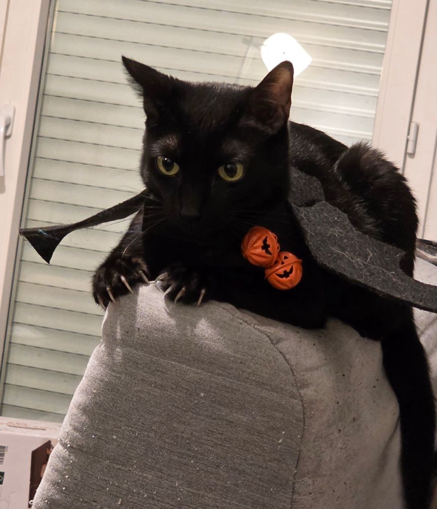 Photo de mon chat noir Ruto, couché sur le dossier du canapé, les griffes sorties, portant de fausses ailes ornées de petites citrouilles clochettes pour Halloween