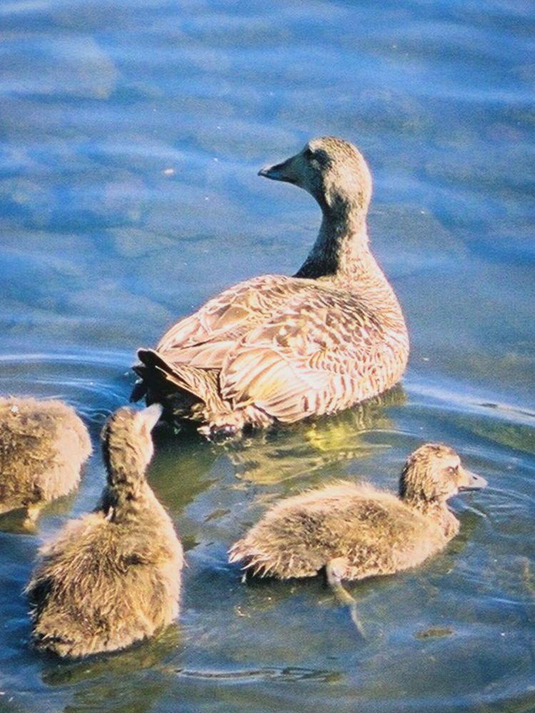 Rear/side view of a mother common eidur swimming in shallow water, followed by three chicks with fluffy light brown plumage.