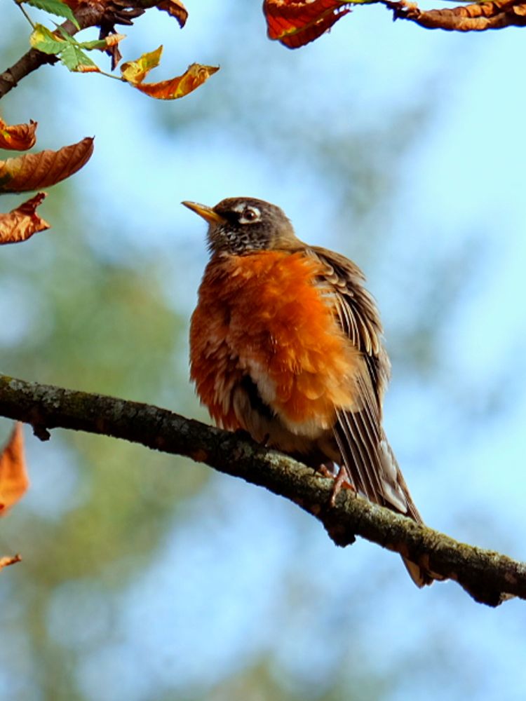 View from side and slightly below of a male American robin perched on a lichen-spotted bare branch. His beak is turned slightly upward toward some golden-brown leaves on the edge of the frame, and his orange-red breast feathers are fluffed. In the background, blurred yellow and green foliage against a pale blue sky.
