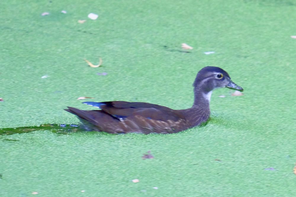 Side view of a female wood duck swimming through bright green algae, leaving a trail of clearer water behind her.