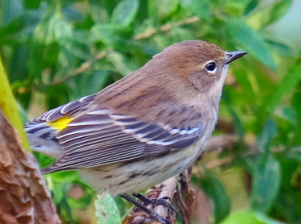 Side view of a yellow-rumped warbler perched on a thin branch with green leaves in the background. We can see the bright yellow patch at the base of its tail that gives it its name.
