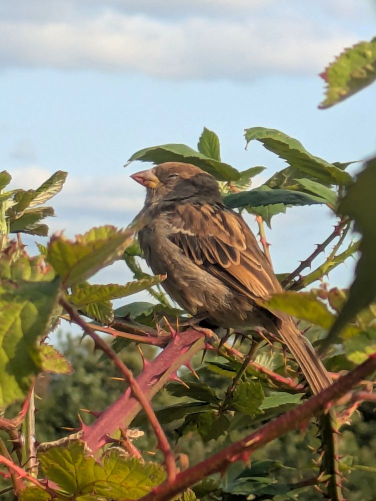 Side view of a female house sparrow, with eyes closed, perched on the spiky branch of a blackberry bush, with green leaves around it. 