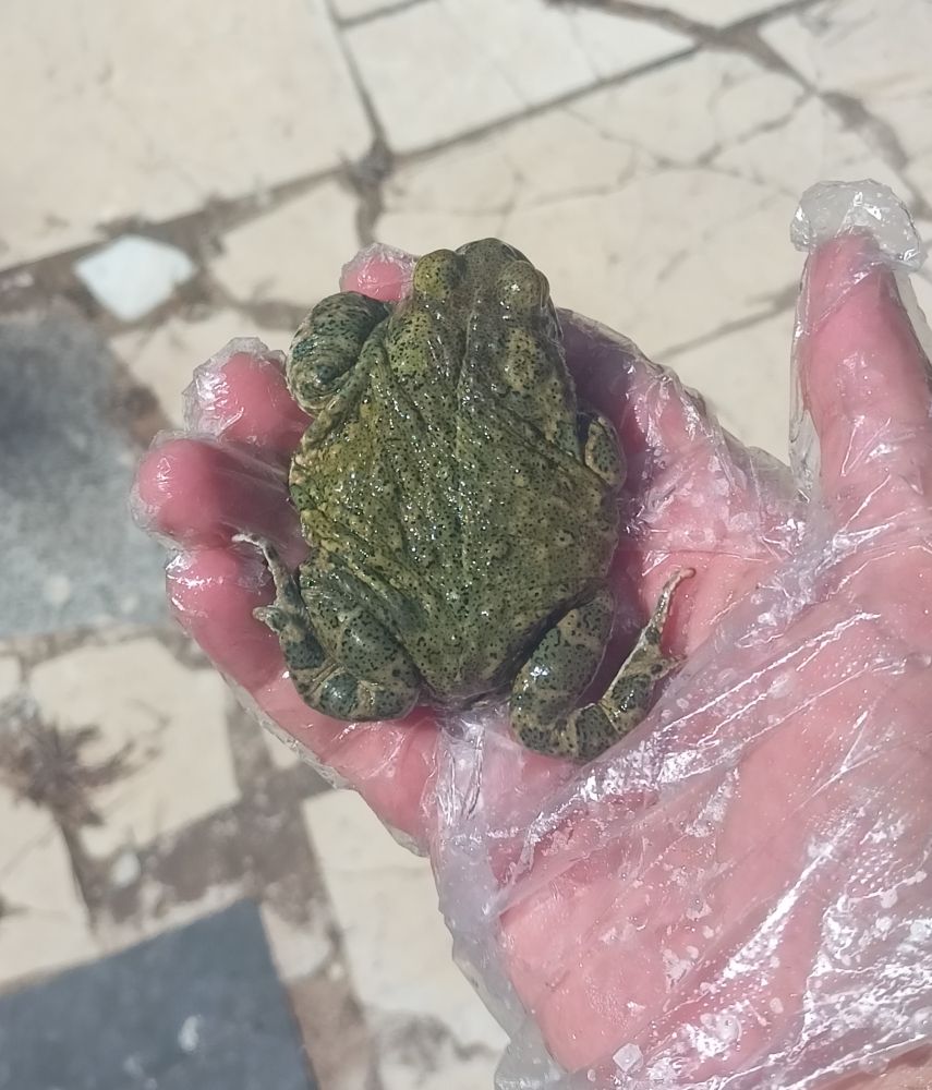 Un sapo con la piel muy verde sujetado por una mano con un guante de plástico 