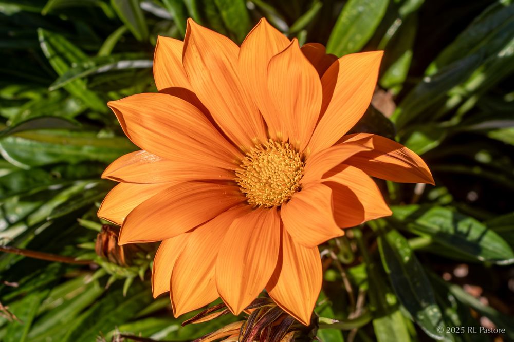 An orange treasure flower faces the sun 