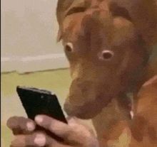 Chien chockbar en lisant un truc sur un smartphone