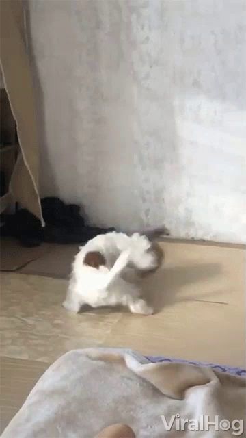 a video of a dog playing with a cardboard box is being posted on viralhog