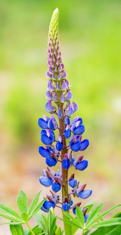 A tall lupine flower with purple petals at the top and bluish petals at the bottom.there are large, green leaves at the bottom. Photographed in Grand Teton National Park. These large-leaved lupine are so beautiful, and I’ve only seen them in a few spots in the park. So different from the other lupine species found here. They are more colorful, much larger, and I like the color variation in the petals. Photographed with my Nikkor Z MC 105mm f/2.8 VR S lens.