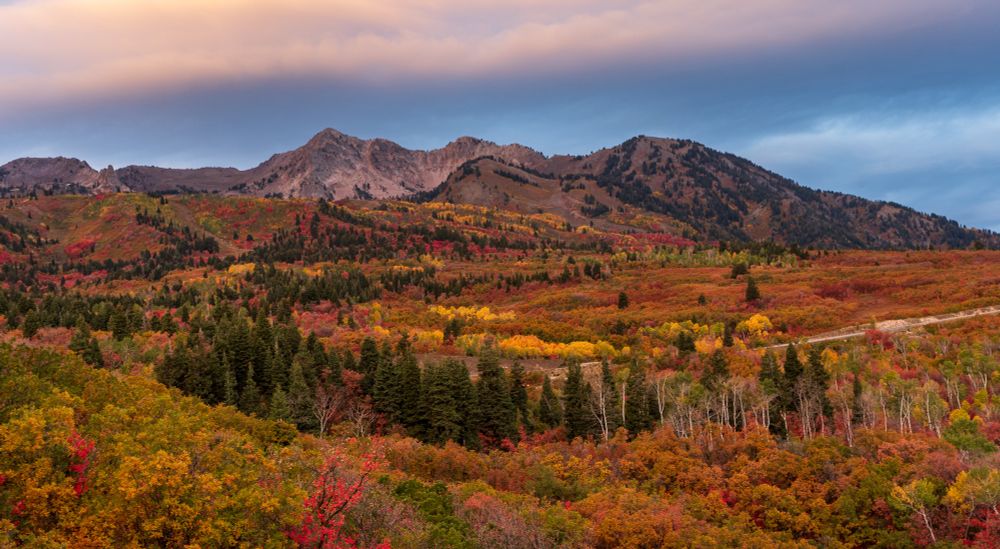 Colorful maples and aspen trees mixed with conifers at sunrise. There is a road running through the top of the scene, and a mountain in the background.