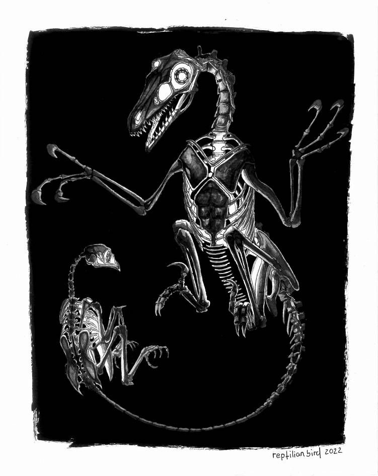 Drawing of a velociraptor skeleton connected to a chicken skeleton by their vertebral column. There is light emanating from inside them. The chicken is peaceful, the velociraptor in a kill jump position.