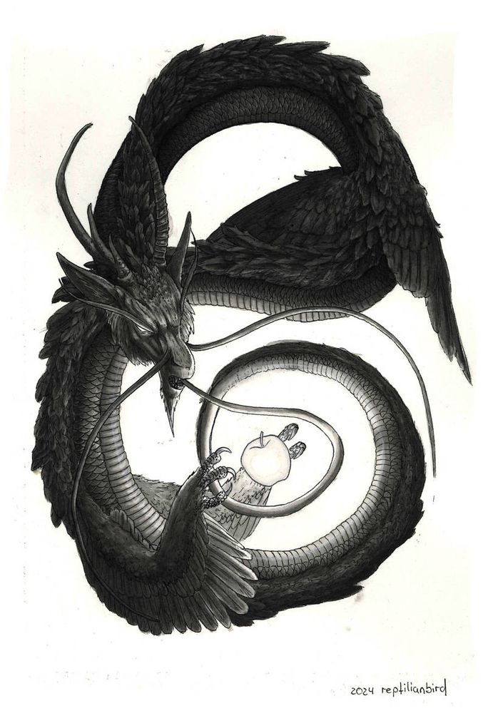 A black and white drawing of an eastern dragon. Its limbs are completely feathered and the forelimbs bear wings as well as claws. It curls around itself in almost the shape of an 8 starting in the middle, curling upwards and then curling down left to right. The tail is curled around a glowing apple and vanishes inside the mouth of the dragon. The hind claws are almost grasping the apple and the dragon is grimly looking at it.