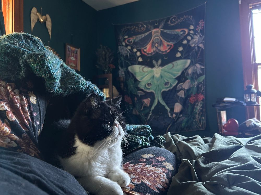 Tavi resting on my leg under a blanket with a moth wall hanging in the background.