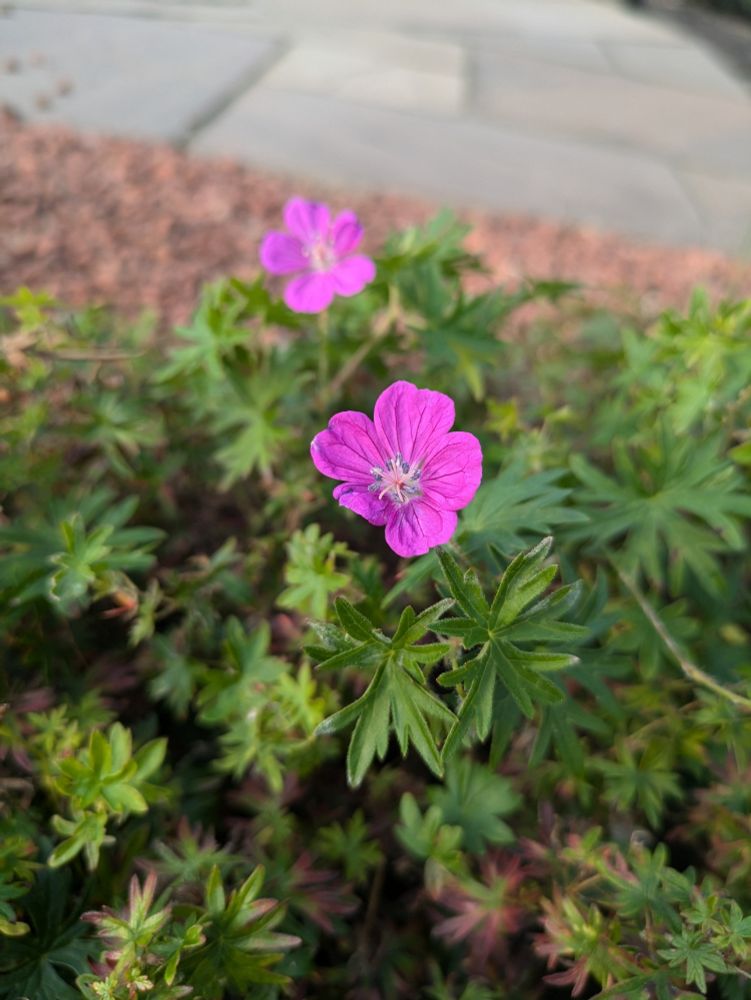 A hyper-focused pink flower probably a weed surrounded by out of focus green leaves and behind the pavement.