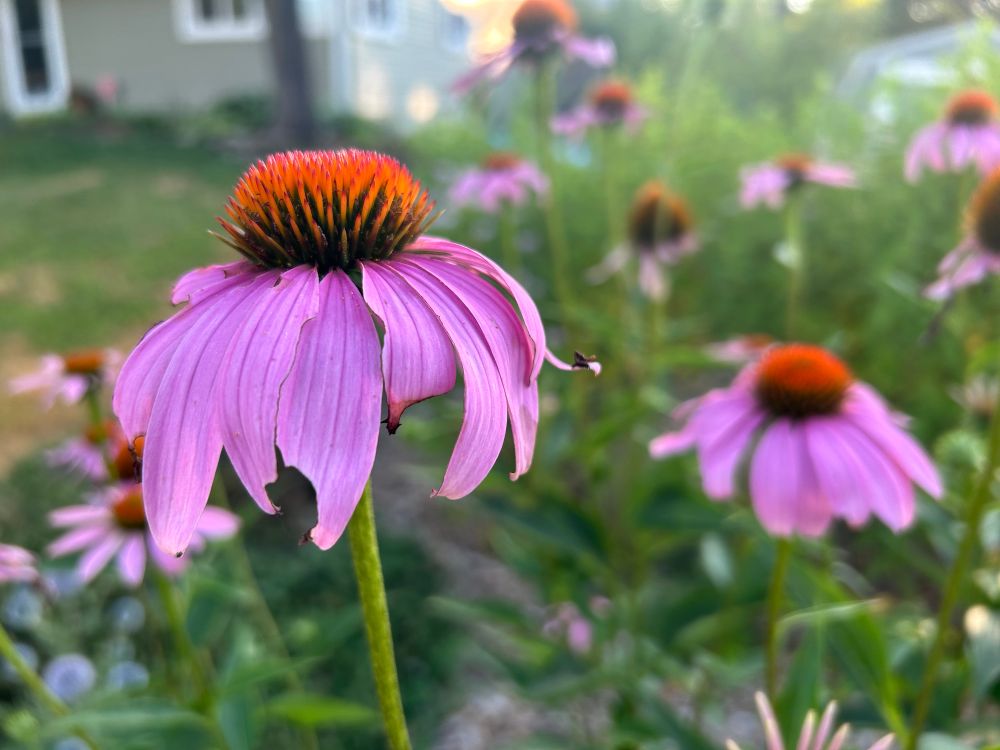 Purple coneflower