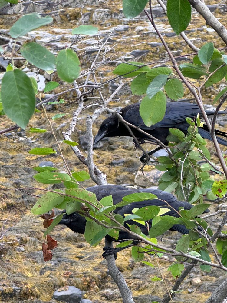 Two crows sitting on a branch with some seaweed covered rocks in the background 
