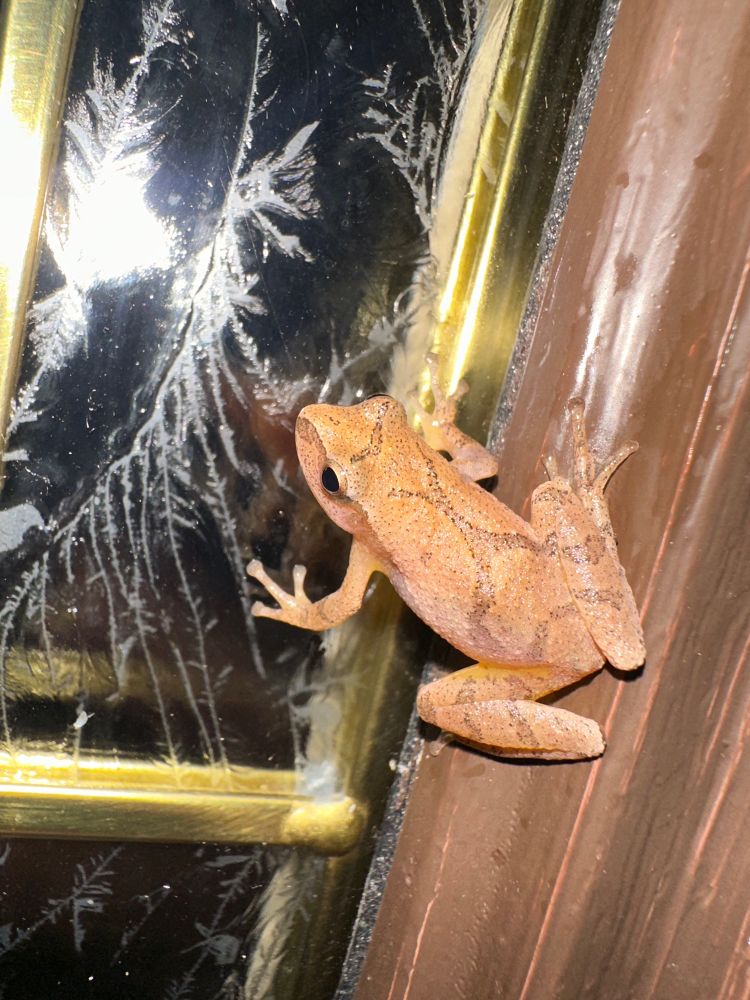 spring peeper frog on a front door
