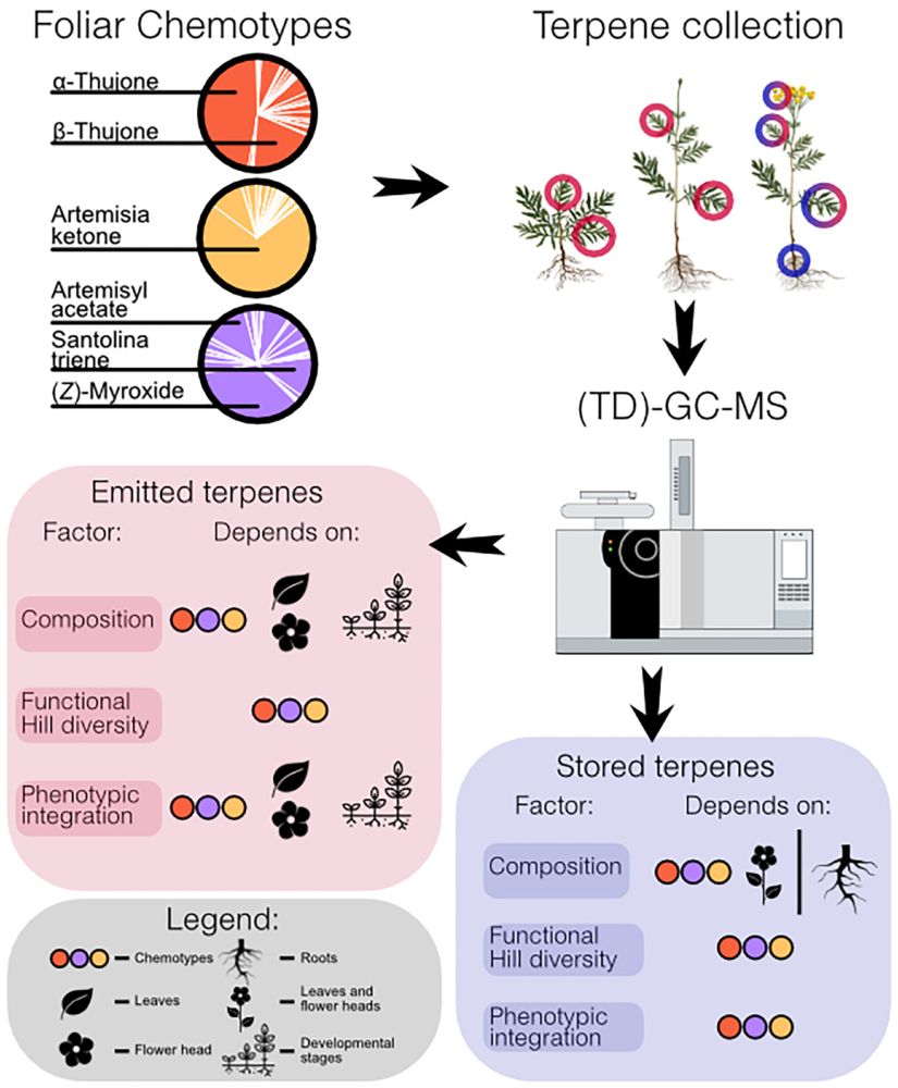 Graph on terpene composition and chemodiversity of Tanacetum vulgare differ intraspecifically on a spatial and temporal scale, whereby the differences largely depend on the investigated component of chemodiversity