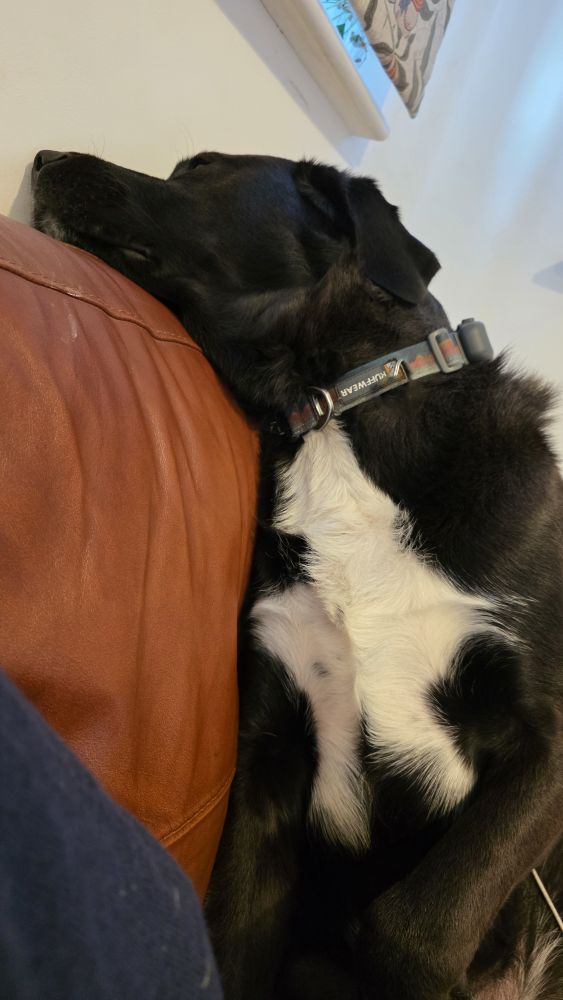 Dramatic black dog flinging himself on a sofa