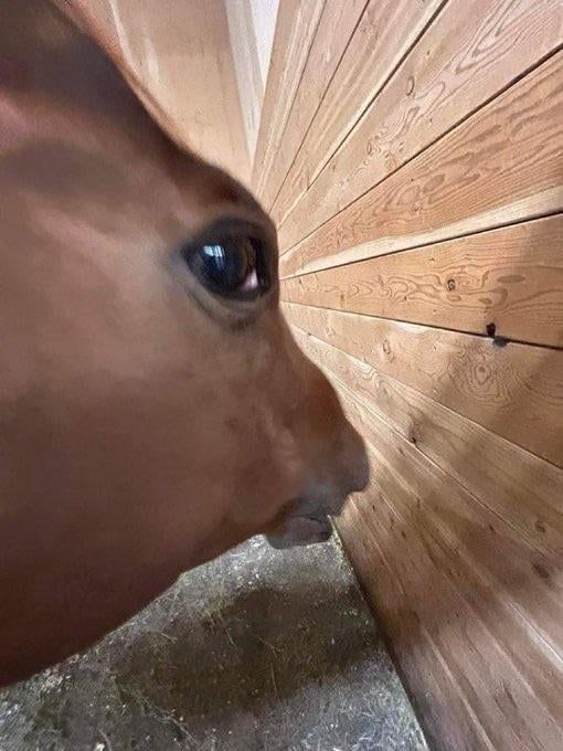 horse looking suspiciously at viewer