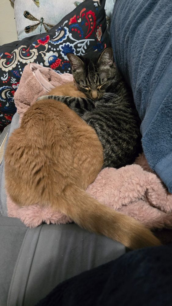 Two cats sleeping cuddled together. You can't hear a picture but Amore is purring loudly