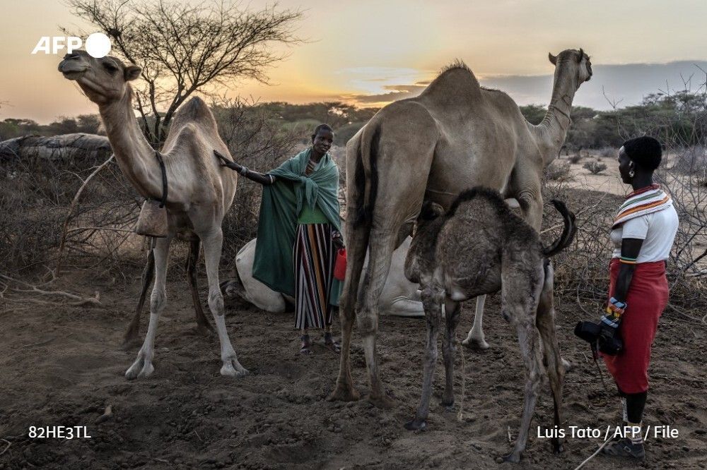 File photo shows Samburu pastoralists preparing camels to be milked at dawn in an enclosed pen in a pastoralist homestead settlement near Sereolipi, Kenya on September 29, 2025