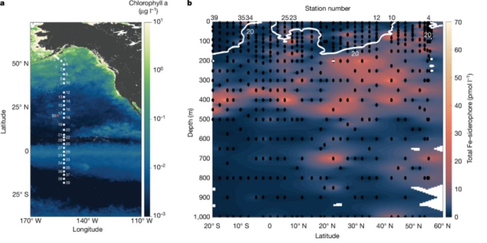 Microbial iron limitation in the ocean’s twilight zone - Nature