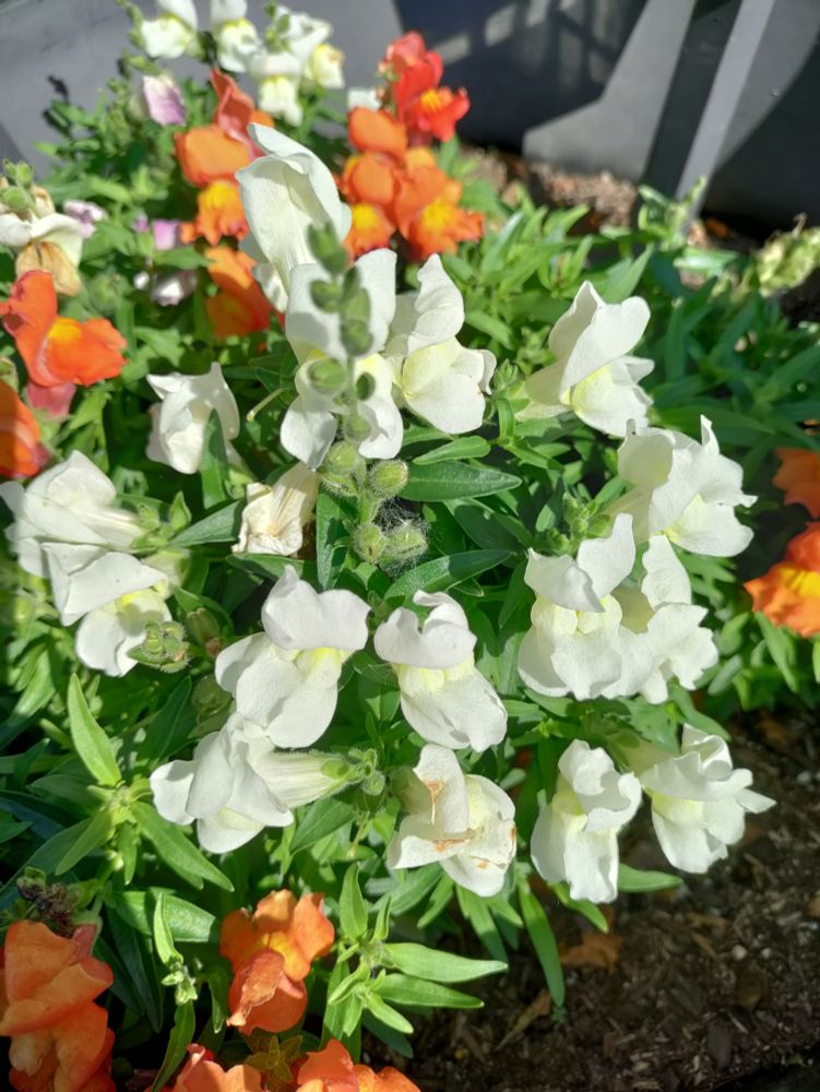 White snapdragon flowers, green leaves, some orange snapdragon flowers
