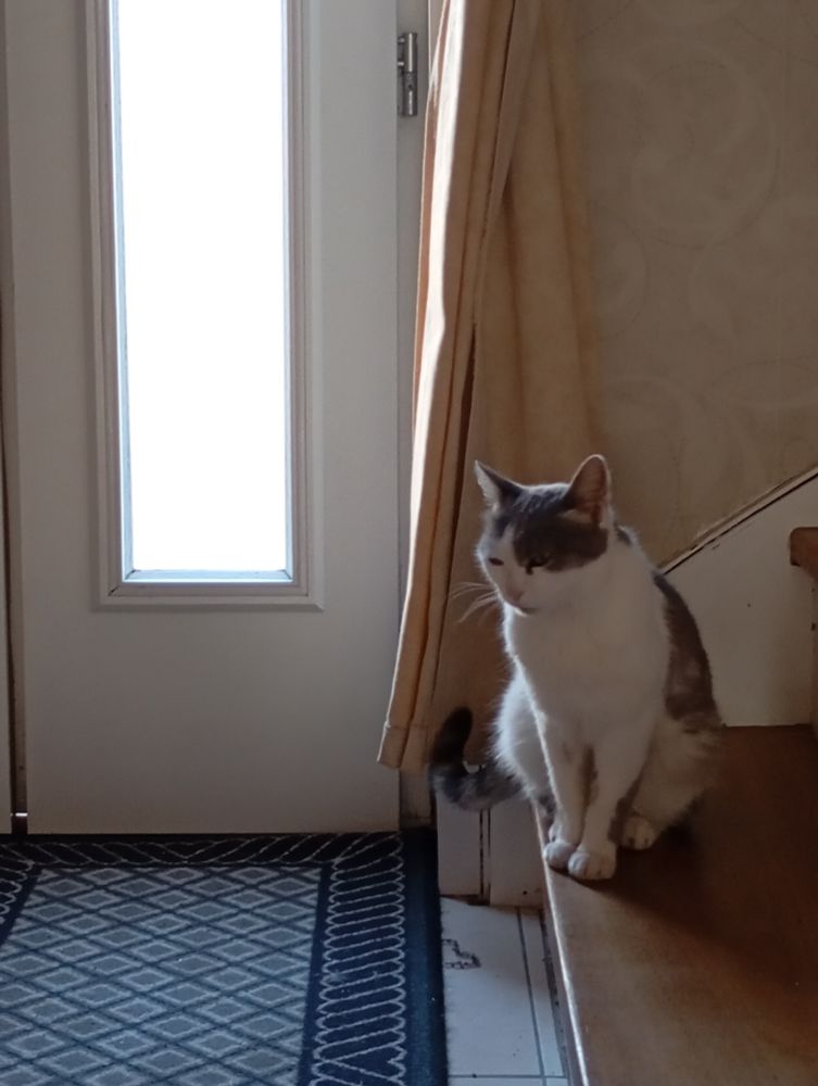 Chatte blanche et grise assise sur une marche devant la porte d'entrée en attendant que quelqu'un daigne lui ouvrir 