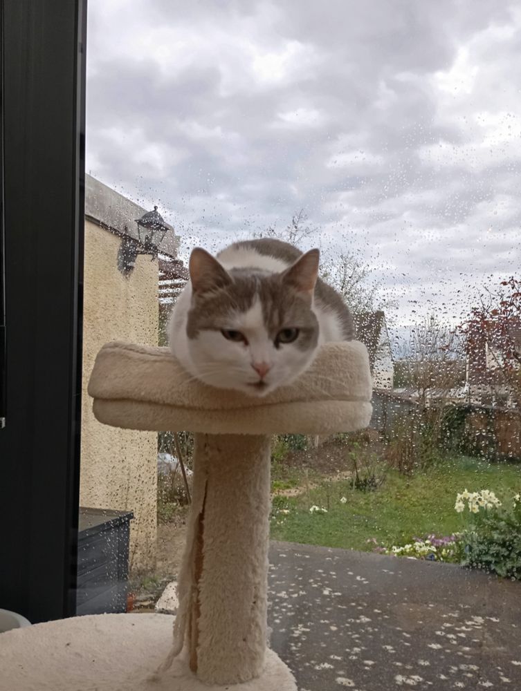 Chatte grise et blanche installée au sommet d'un arbre à chat avec vue sur jardin 