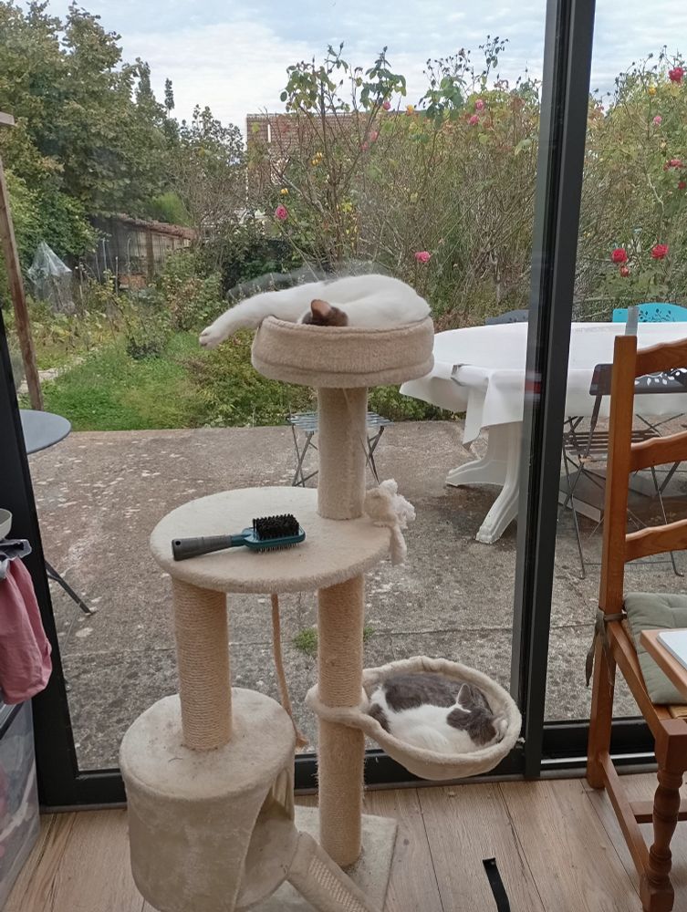 Arbre à chats avec deux chats qui dorment 1 en haut, 1 dans le panier bas