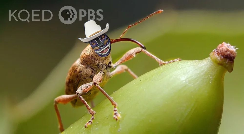a terribly edited photo of a weevil with Evil Uno in a cowboy hat photoshopped over the head of the weevil. Do weevils have faces like humans? Only god knows