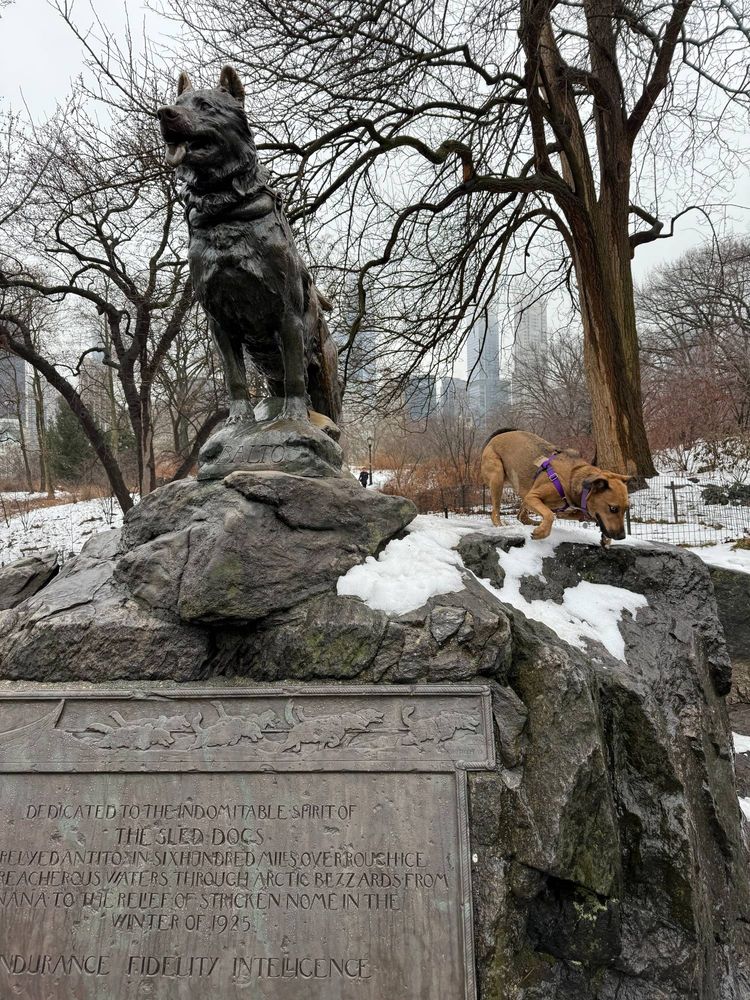 Statue of Balto in Central Park with brown dog next to it.